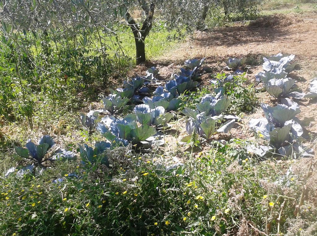 Agriturismo San Cristoforo Agroturismo